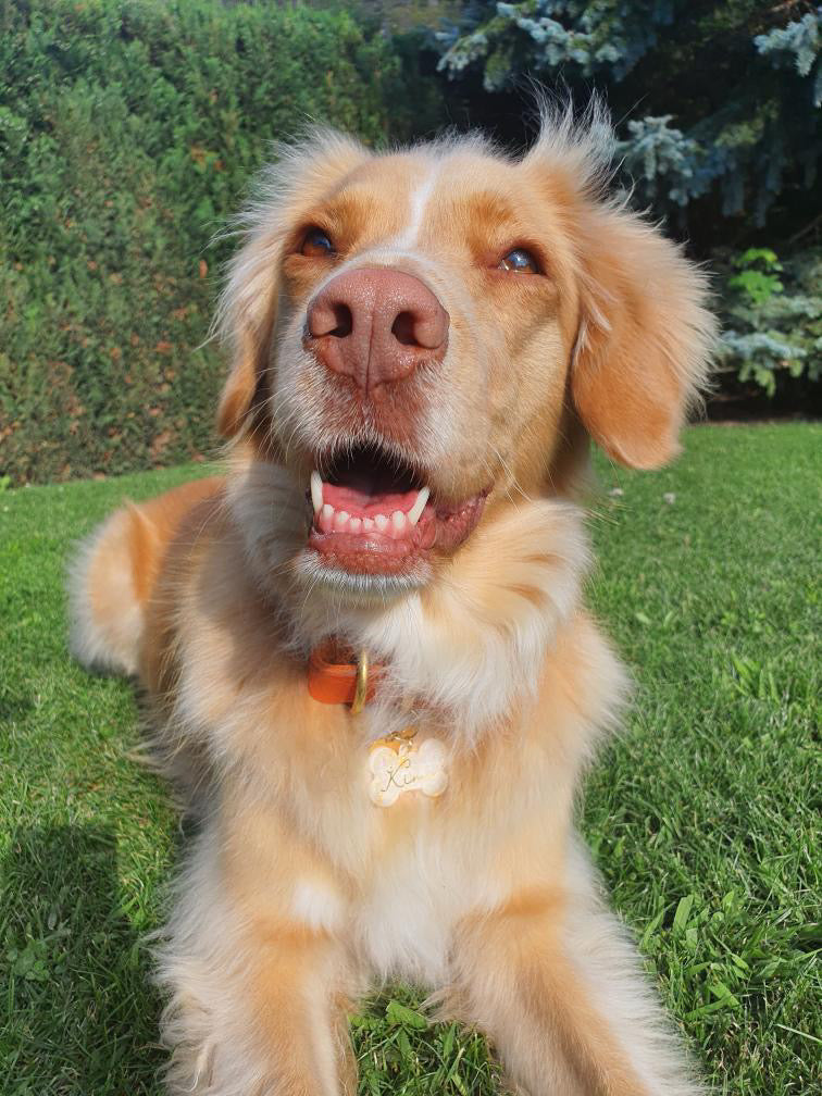 Hundemarke, Knochen groß