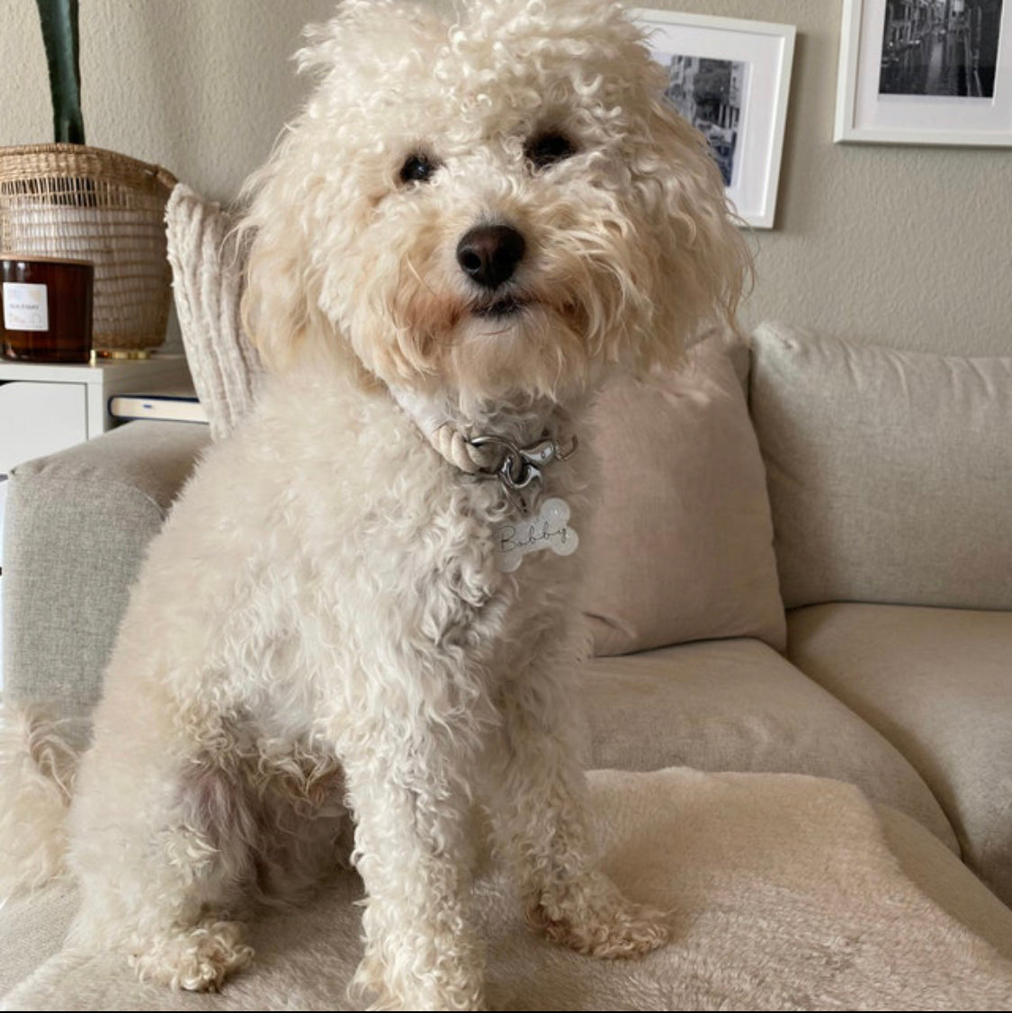 Hundemarke, Knochen klein